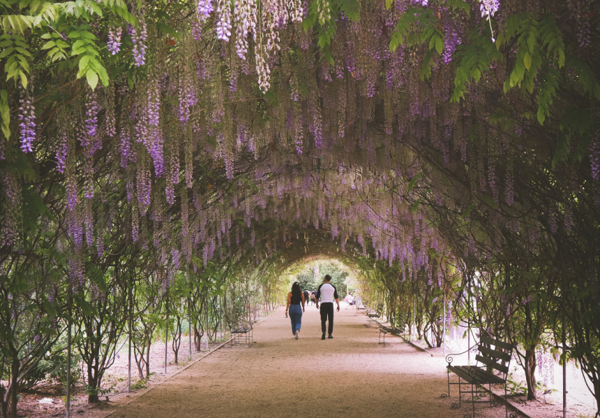 Adelaide Botanic Garden
