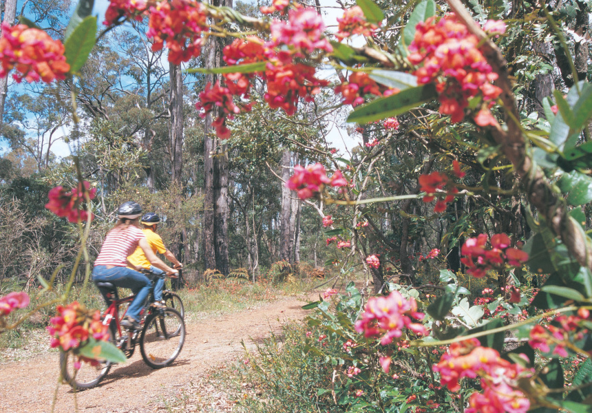 Munda Biddi Bike Trail, Dwellingup
